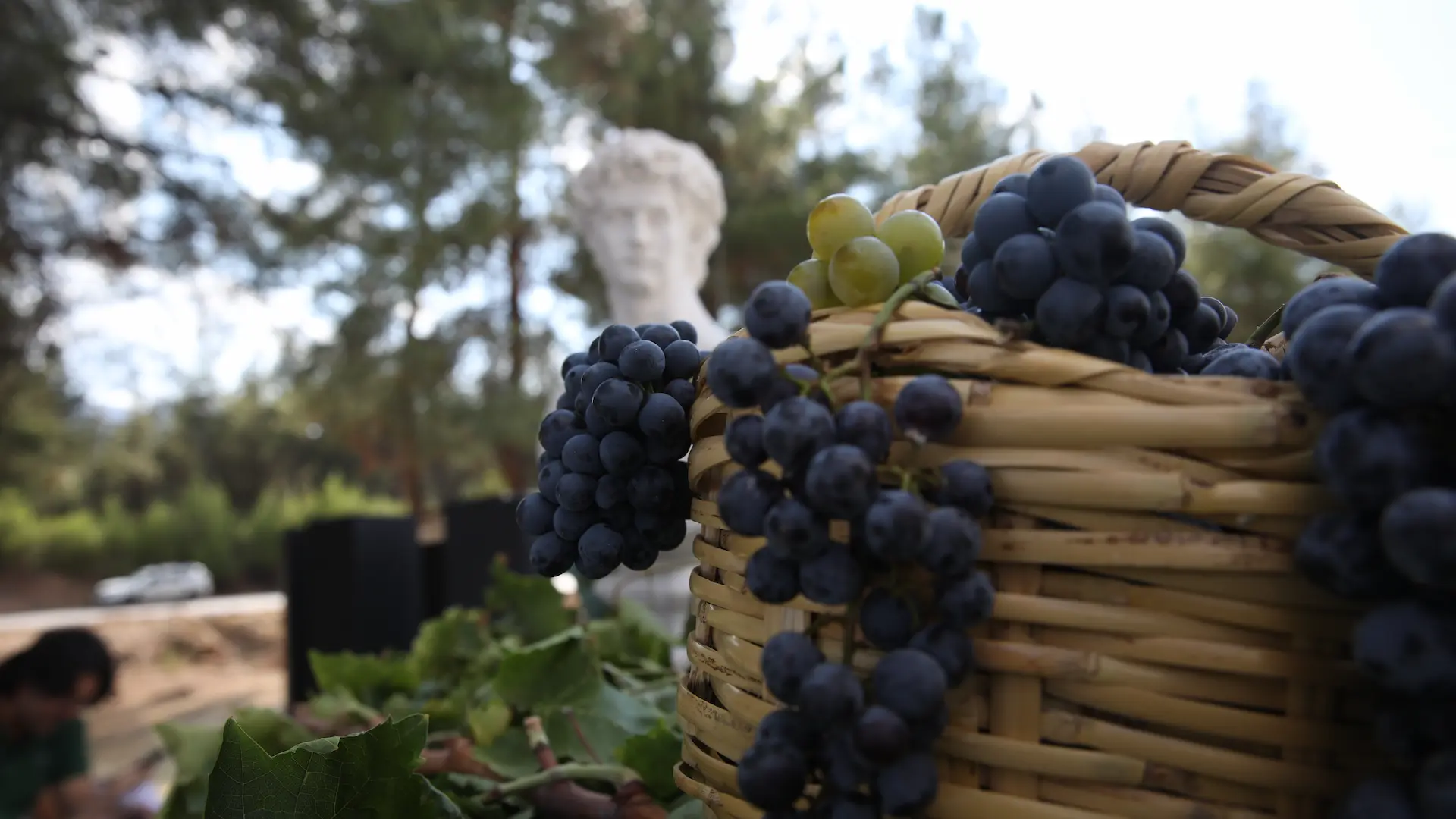 Dionysos’un izinde şaraba ve barışa yolculuk: Çal Bağ Yolu 
